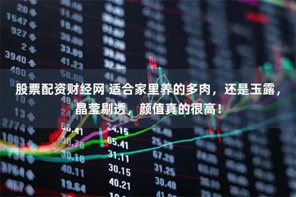 股票配资财经网 适合家里养的多肉，还是玉露，晶莹剔透，颜值真的很高！