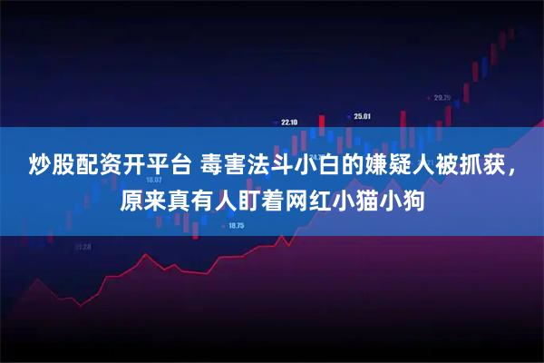 炒股配资开平台 毒害法斗小白的嫌疑人被抓获，原来真有人盯着网红小猫小狗